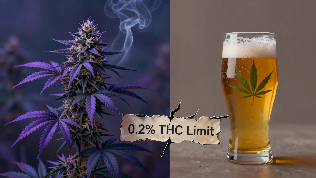 Surreální scéna s rozděleným konopím a pivem odděleným právní hranicí 0,2% THC.