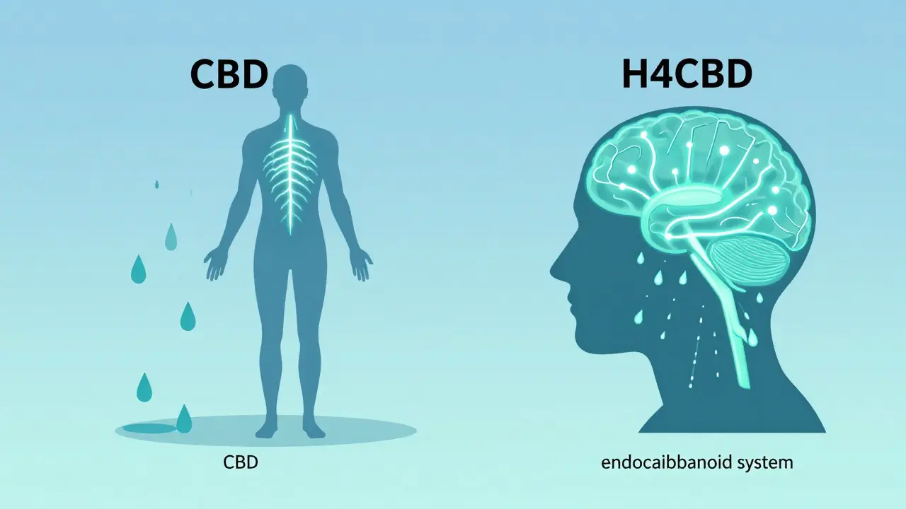 Ilustrace srovnávající účinek CBD a H4CBD na nervový systém